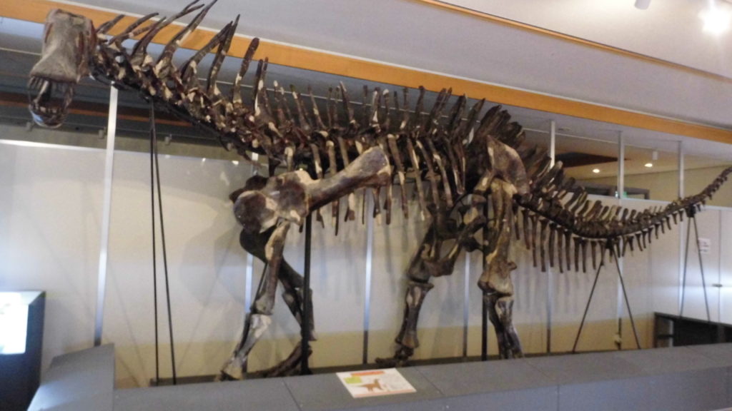 恐竜の骨格標本