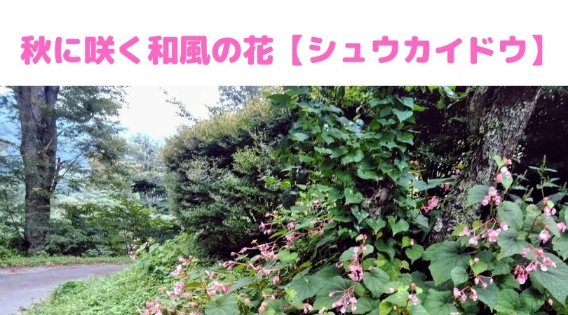 原種ベゴニア  秋海棠 ３号 １ポット  日本メーカー新品 山野草 シュウカイドウ