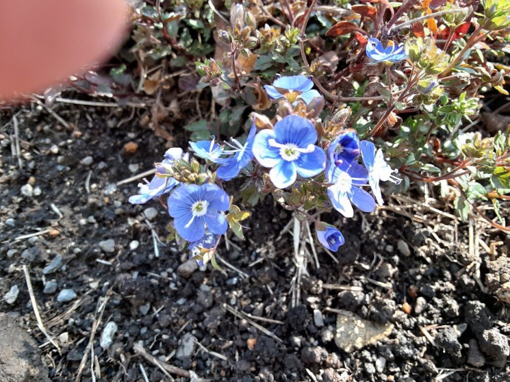 ベロニカオックスフォードブルーの花