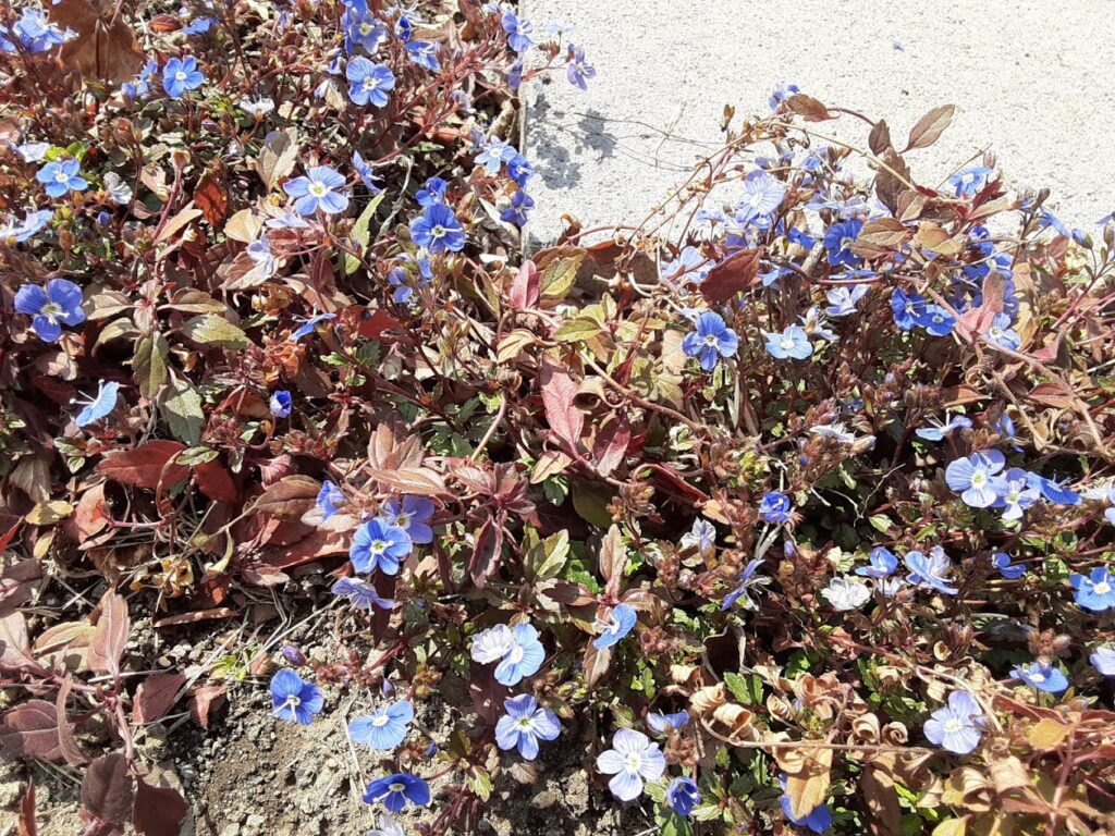 ベロニカオックスフォードブルーの葉と花