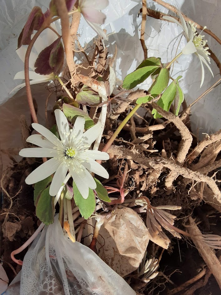 ビニール袋の中で開花するアズマイチゲ