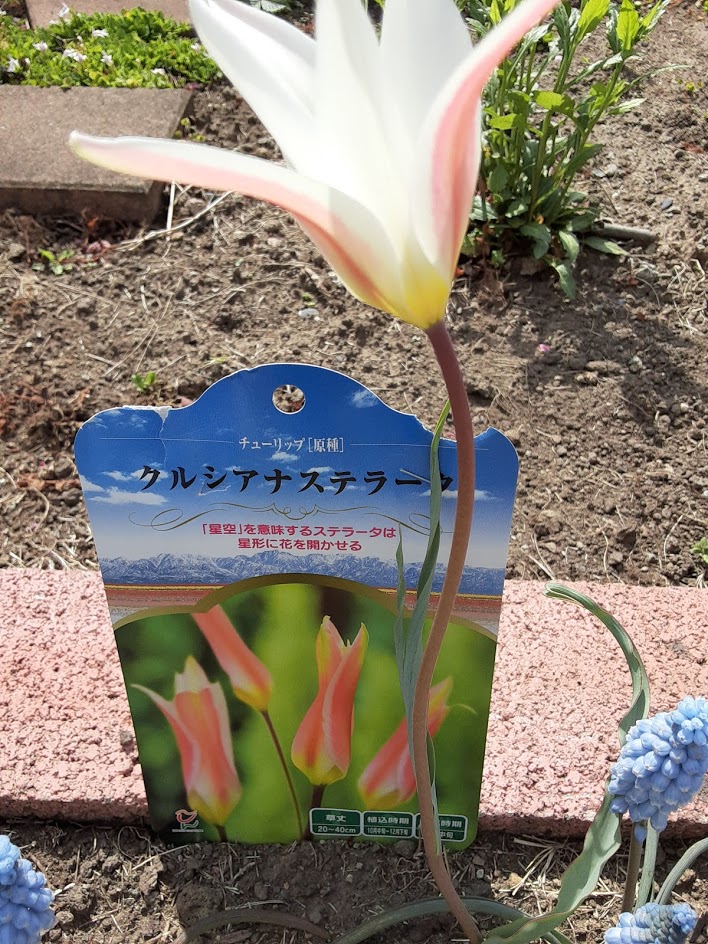 クルシアナステラータの花