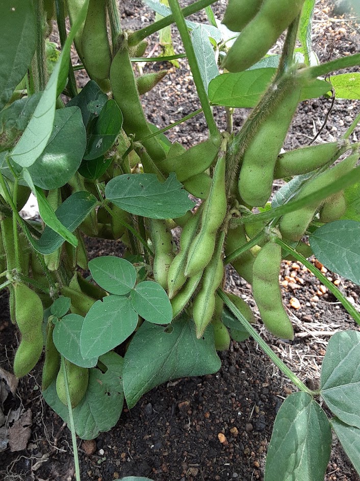 7月７日収穫時期の枝豆